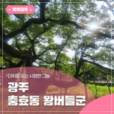 더위를 잊는 시원한 그늘, 광주 북구 충효동 왕버들군