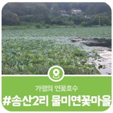 가평의 연꽃호수, 설악 송산2리 물미 연꽃마을