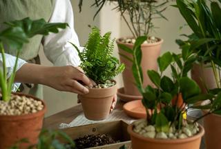 2023년 찾아가는 반려식물 병원 참여단체 모집(~ 8/9)