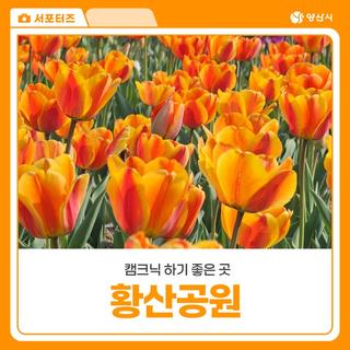 주말 나들이로 캠크닉 하기 좋은 황산공원 튤립 유채 개화