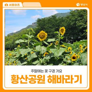 양산 황산공원 해바라기 개화 및 댑싸리 군락지 풍경