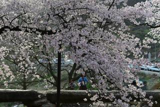 [거창벚꽃명소 용원정]-안병권 기자