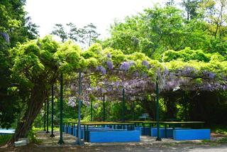 거제 등나무 꽃 스팟을 찾아서...