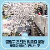 2025 금정구 온천천 벚꽃길 풍경 벚꽃과 일상이 만나는 곳