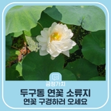 두구동 연꽃 소류지에 연꽃 구경하러 오세요~