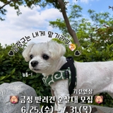 (연장) 2025 금정구 반려견 순찰대 모집