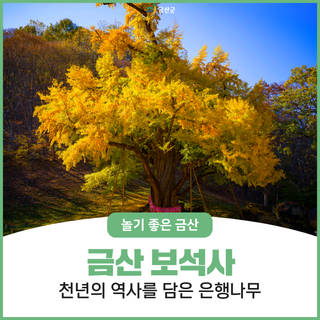 충남 가을 여행, 금산 보석사 은행나무가 노랗게 물들었어요~