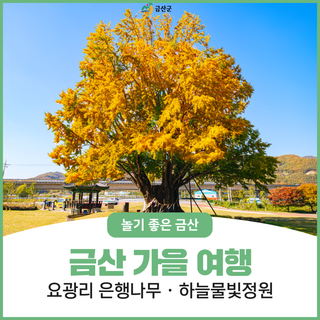 충남 금산 가을 여행, 요광리 은행나무 · 하늘물빛정원에 내려앉은 가을 풍경