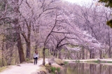 나만의 벚꽃 나들이 코스 느긋하고 한적하게 즐기는 김포장릉 벚꽃
