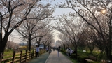 봄꽃 활짝 핀 김포 계양천으로 놀러오세요~ 벚꽃 명소 나들이장소로 추천!