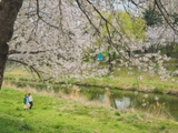 김포 벚꽃명소 계양천 벚꽃터널 작년보다 더 멋져진 풍경 공유