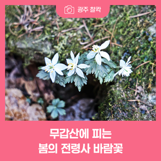 무갑산에 피는 봄의 전령사 바람꽃