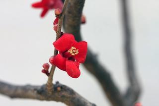 광명의 산에도 봄꽃이 피었네