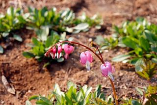 3월 끝자락 도덕산은 꽃동산