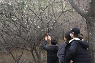 도덕산 꽃길 따라 봄맞이 산행