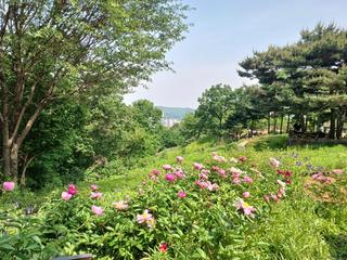 도덕산 자락 야생화 동산에 가면 고요와 평온이 넘실댄다