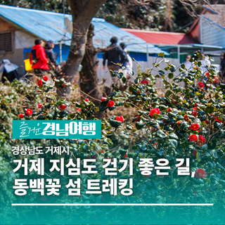 [경남/거제]거제 지심도 걷기 좋은 길, 동백꽃 섬 트레킹