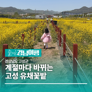 [경남/고성]계절마다 바뀌는 고성 유채꽃밭