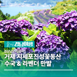 [경남/거제]거제 수국 명소 지세포진성꽃동산 수국 & 라벤더 만발