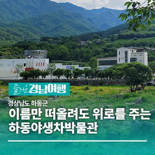 [경남/하동]이름만 떠올려도 위로를 주는 하동야생차박물관