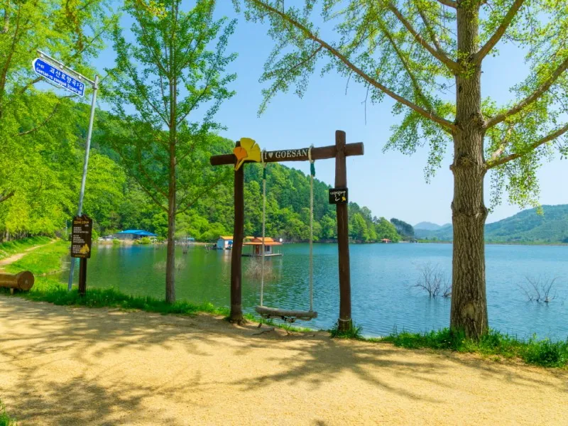 충북 괴산 문광저수지 가을 은행나무길