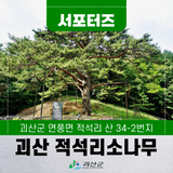 [SNS서포터즈]  연풍 입석고개 옛길에서 만나는 천연기념물 괴산 적석리소나무