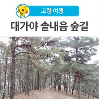 [고령 여행] 가볍게 산책하기 좋은 대가야 솔내음 숲길