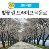 [고령 여행] 벚꽃 길 드라이브 하기 좋은 덕운로