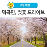 [고령 여행] 덕곡면, 벚꽃 드라이브~