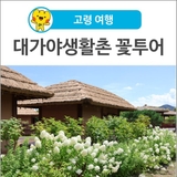[고령 여행] 유럽 목수국, 해바라기, 수련 가득한 고령 대가야생활촌 꽃투어 어때요?