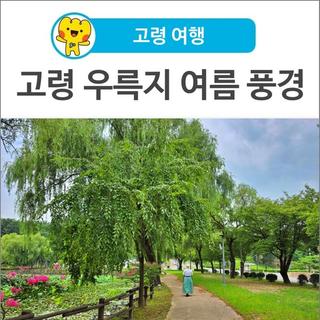 [고령 여행] 고령 우륵지 여름 풍경｜연꽃과 배롱나무가 물드는 대가야 감성 산책지