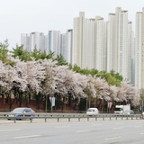[용인여행] 기흥역~신갈역까지 2000걸음 속에 녹아든 비 오는 날의 벚꽃길