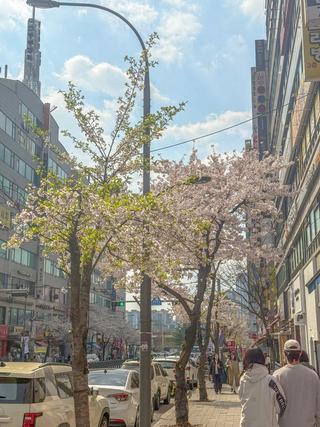 [용인생활] 봄날의 보정동 카페거리와 주변 탄천 벚꽃 나들이