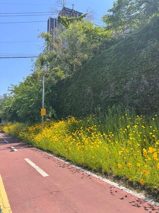 [용인생활] 초여름 산책하기 좋은 보정동 카페거리