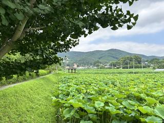 [용인여행] 7월, 용인 내동마을 연꽃단지에서 만나는 여름의 힐링