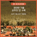 상주의 가을, 감 수확을 마주하다!