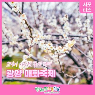 2024 광양 매화축제 시기 실시간 개화 현황 기본 정보 입장료 주차 소요 시간