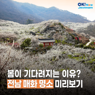 [전남여행] 봄이 기다려지는 이유? 전남 매화 명소 미리보기!