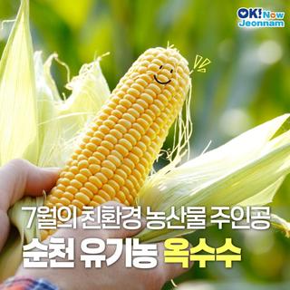 [전남소식] 7월의 친환경 건강 간식, 순천 유기농 옥수수