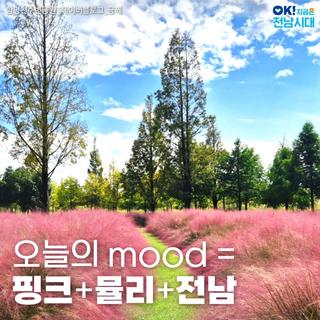 [전남여행] 전남 핑크뮬리 명소! 이번 가을 전남은 핑크야~