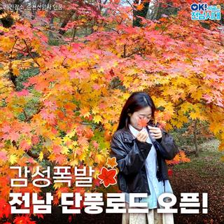 [전남여행]  감성폭발 전남 단풍로드 오픈!(전남 단풍추천, 단풍여행, 단풍구경)