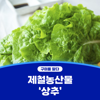 구미시 :: 제철농산물 먹거리 '상추'