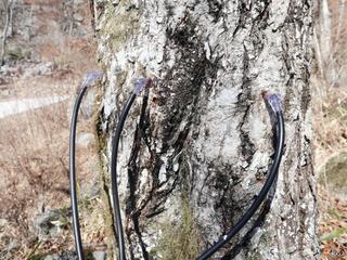 봄의 관문 광양, 백운산에 고로쇠 물이 콸콸! #광양고로쇠 #고로쇠약수제 #고로쇠효능