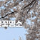 사진 찍기 좋은 강원특별자치도 벚꽃명소[강원특별자치도 가볼만한곳]