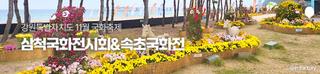 강원 11월 국화축제, 삼척국화전시회&속초국화전 [강원특별자치도 11월 축제]