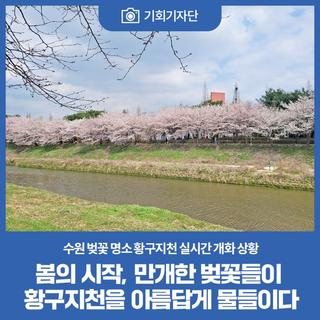 봄의 시작, 만개한 벚꽃들이 황구지천을 아름답게 물들이다