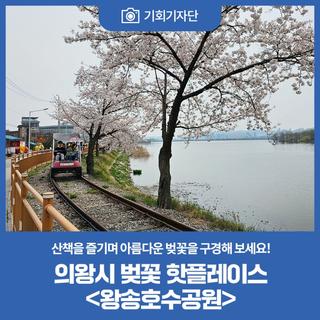 의왕시 벚꽃 핫플레이스 <왕송호수공원>
