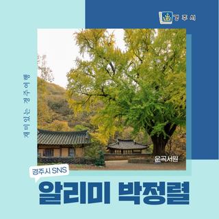 경주 가을 명소 강동면 운곡서원 은행나무 | 경주시 SNS 알리미 박정렬