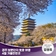 경주 보문단지 벚꽃 여행 4월 가볼 만한 곳  | 경주시 SNS 알리미 김영욱