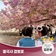 불국사에 아름답게 피어난 겹벚꽃 | 경주시 SNS 알리미 김은영